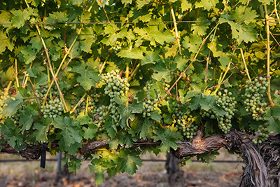 Birch Creek Vineyard Sémillon