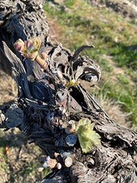 Seven Hills Vineyard Syrah is in Full Bud Break