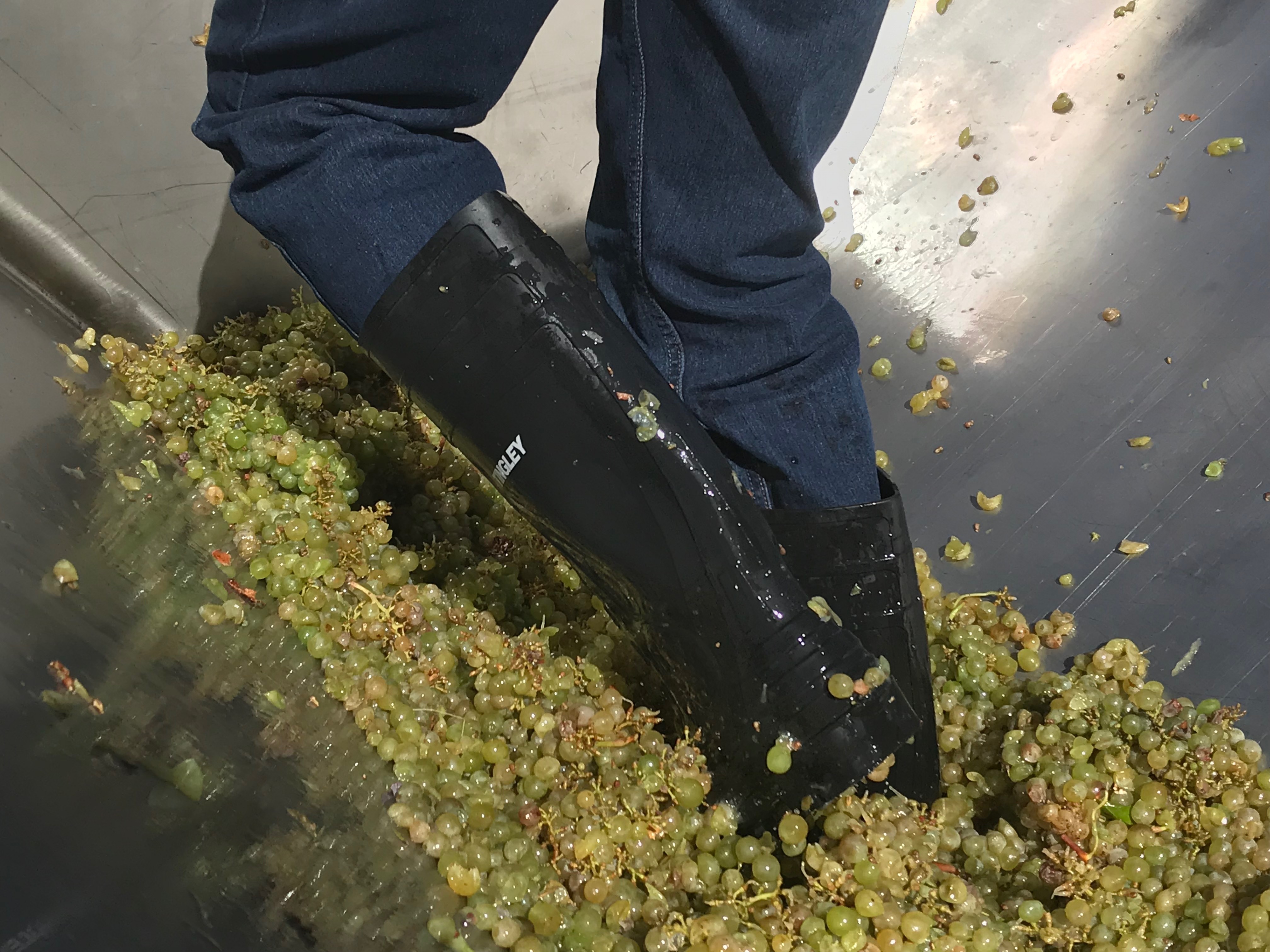 Wholecluster Pressing the Stillwater Creek Vineyard Chardonnay into our Bladder Press