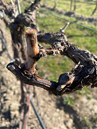 Weeping Pepper Bridge Vineyard Merlot