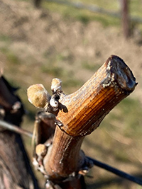 Bud Break of Pepper Bridge Vineyard Syrah 