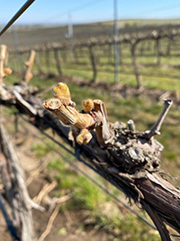 Seven Hills Vineyard Petit Verdot