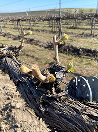 Seven Hills Sangiovese