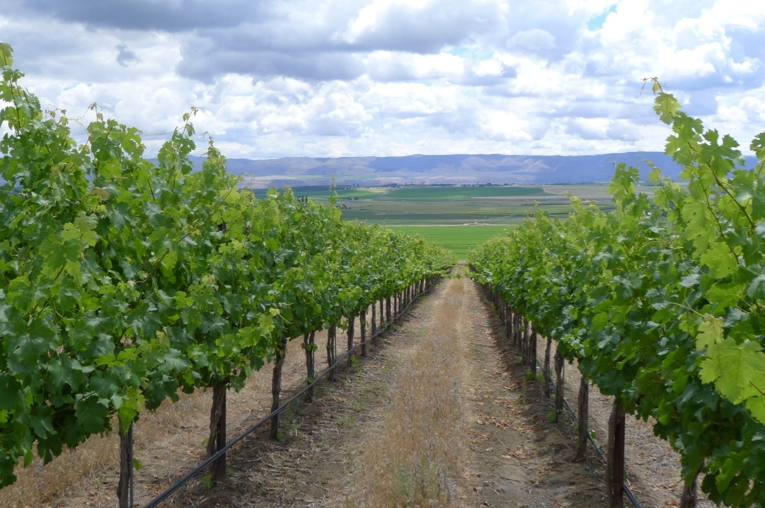 Stillwater Creek Vineyard