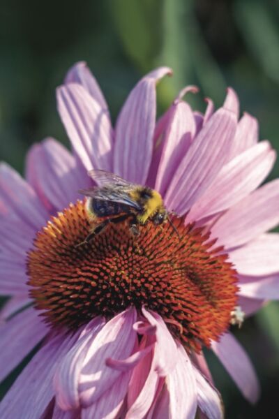Ben True Pink Flower and Bee