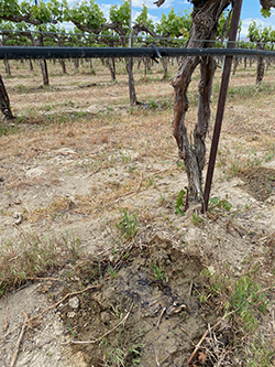 Weinbau Vineyard Cabernet Franc Drip Line Irrigation